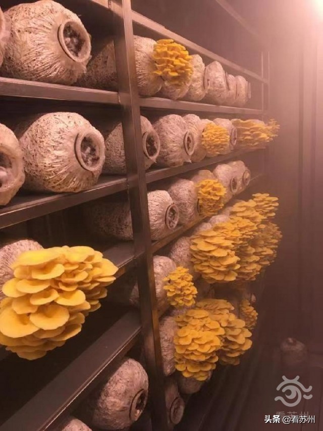 苏州园区智慧农业_集装箱式智慧互联网植物工厂_集装箱建筑案例