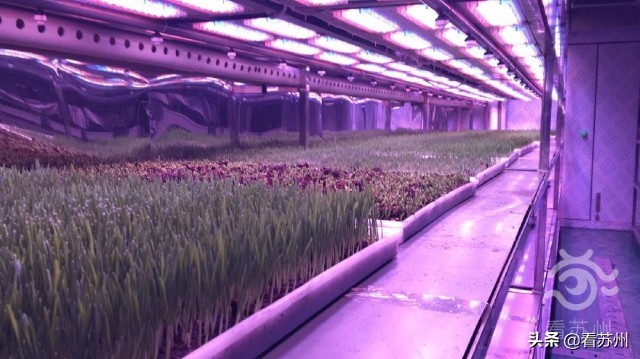 集装箱式智慧互联网植物工厂_苏州园区智慧农业_集装箱建筑案例