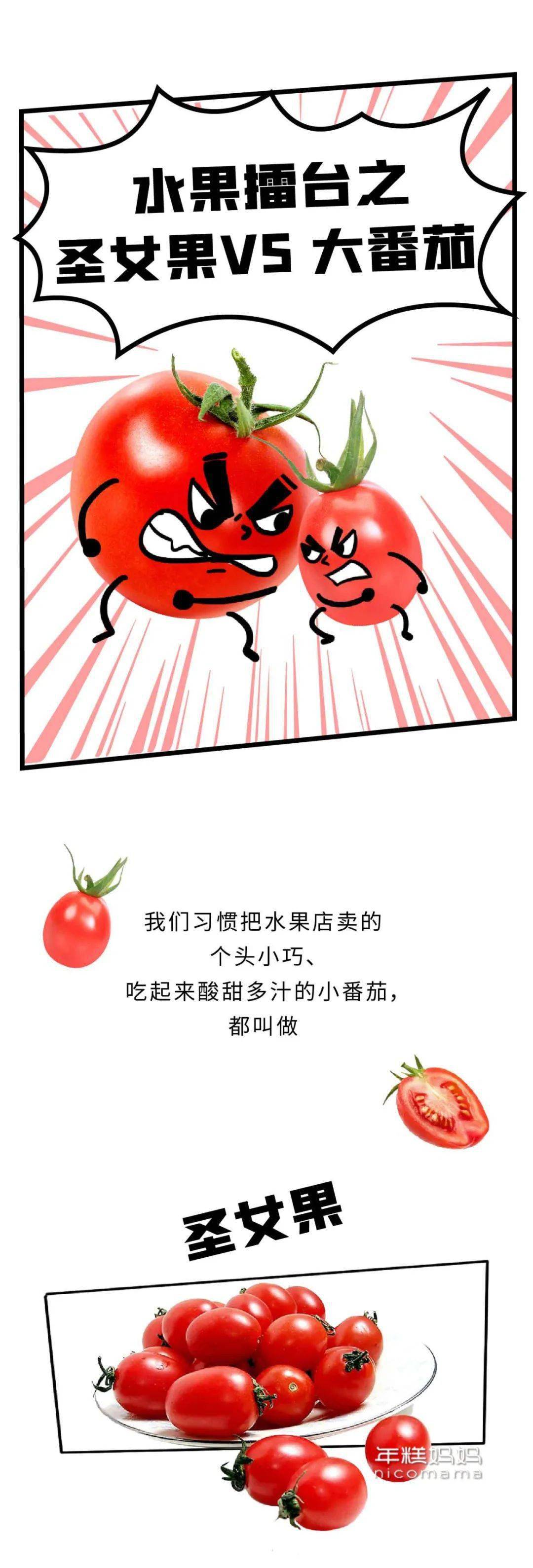 小番茄是转基因的吗_圣女果转基因辟谣_大番茄与圣女果关系