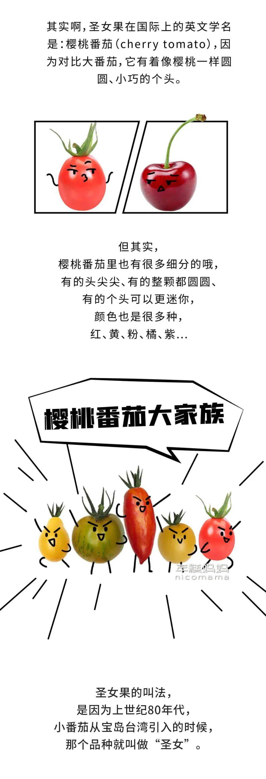圣女果转基因辟谣_大番茄与圣女果关系_小番茄是转基因的吗
