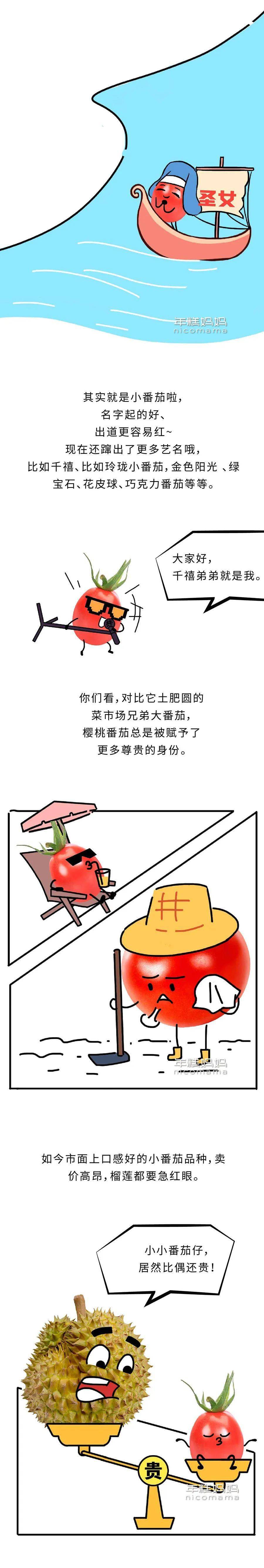 圣女果转基因辟谣_小番茄是转基因的吗_大番茄与圣女果关系