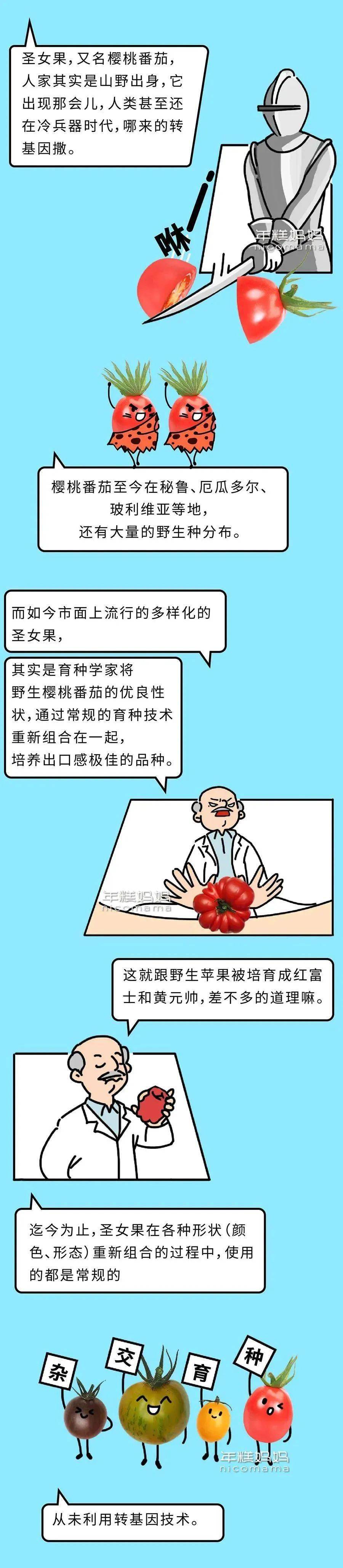 大番茄与圣女果关系_小番茄是转基因的吗_圣女果转基因辟谣
