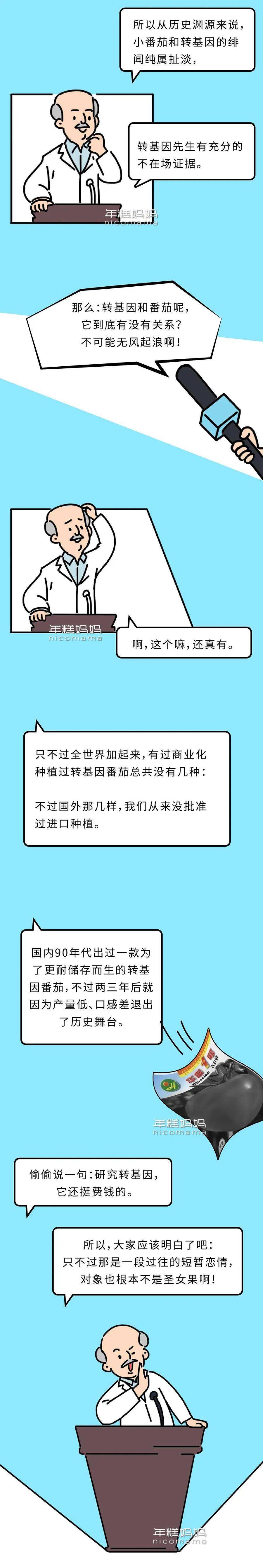 大番茄与圣女果关系_圣女果转基因辟谣_小番茄是转基因的吗