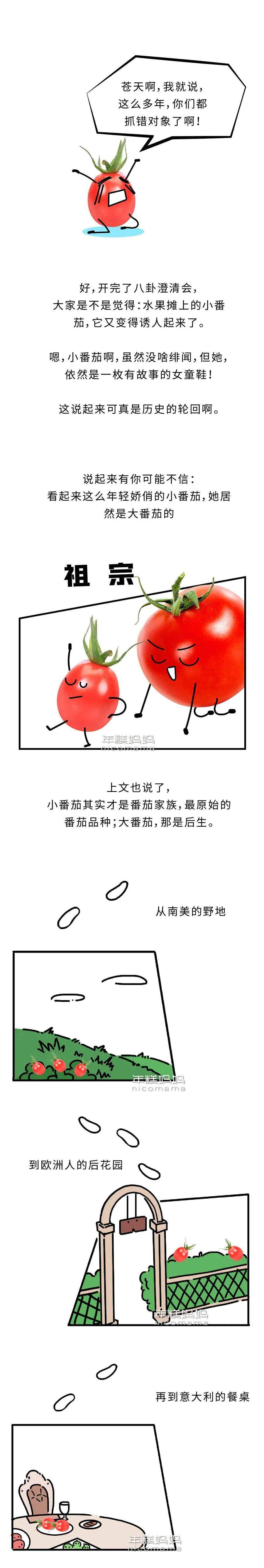圣女果转基因辟谣_大番茄与圣女果关系_小番茄是转基因的吗