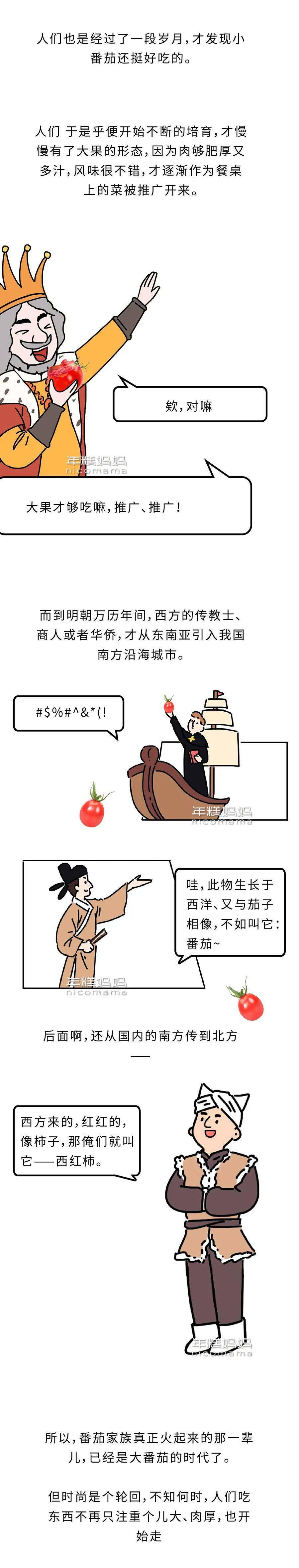 小番茄是转基因的吗_圣女果转基因辟谣_大番茄与圣女果关系