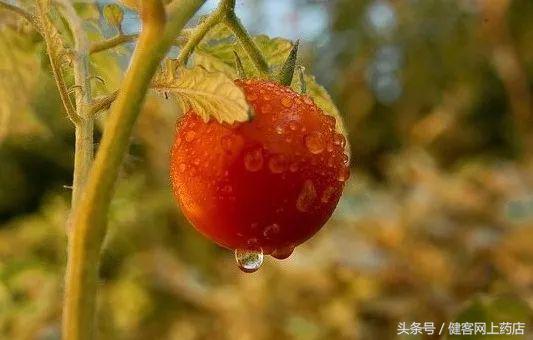 圣女果小番茄樱桃番茄区别_小番茄是转基因的吗_番茄是水果还是蔬菜