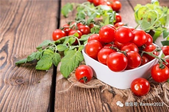小番茄圣女果营养价值_小番茄是转基因的吗_小番茄番茄红素功效