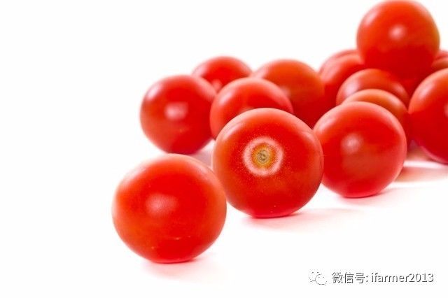 小番茄是转基因的吗_小番茄番茄红素功效_小番茄圣女果营养价值
