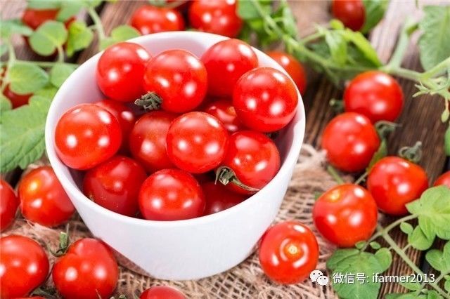 小番茄番茄红素功效_小番茄是转基因的吗_小番茄圣女果营养价值