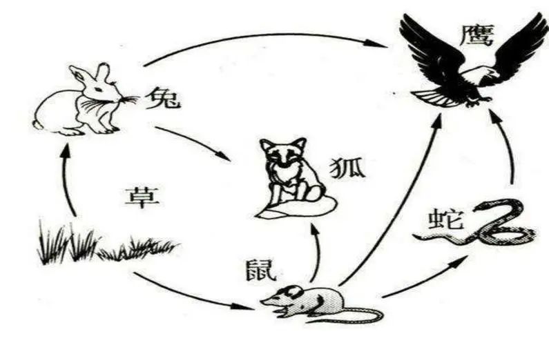 能量流动过程_下图是生态系统中能量流动_食物链概念解释