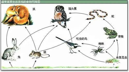 食物链概念解释_能量流动过程_下图是生态系统中能量流动