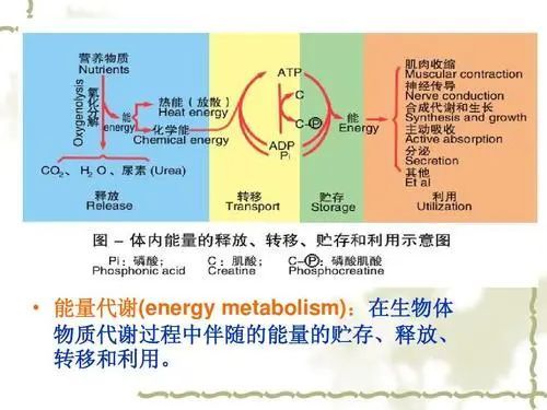 食物链概念解释_能量流动过程_下图是生态系统中能量流动