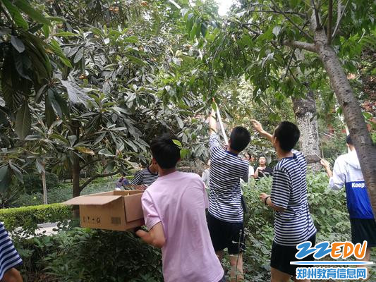1枇杷果喜获丰收_副本