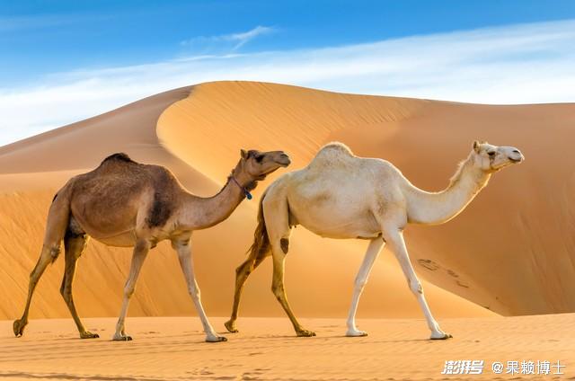 骆驼适应性特征_沙漠的生物链_骆驼沙漠生存技巧