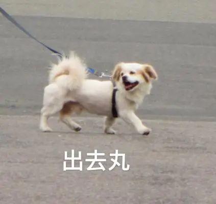 深圳哪些景点不要门票_深圳秋天赏花好去处_深圳秋冬观鸟地点