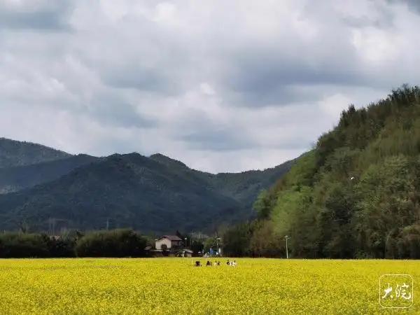 安徽宁国市霞西镇虹龙村油菜花田 你赏花我管饭 活动直播助乡村振兴_安徽宁国农家乐3天2晚