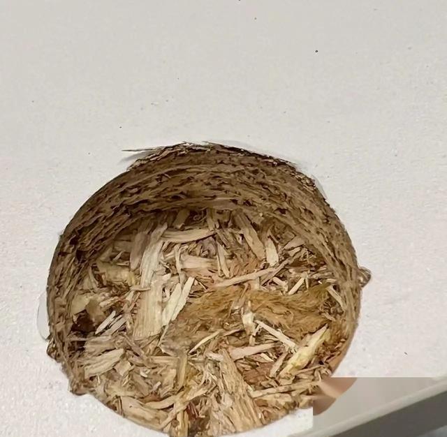 颗粒板选购指南_多层板与生态板区别_生态板和杉木板哪个好