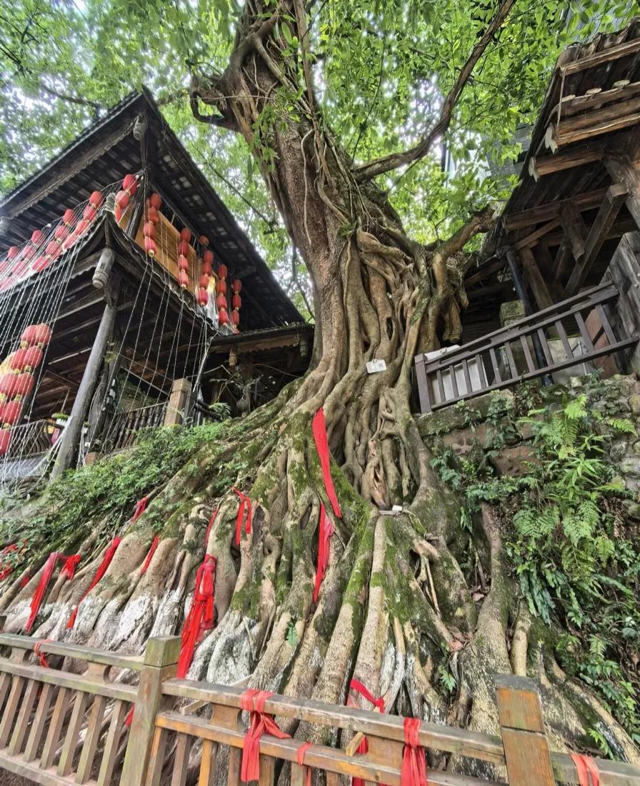 三苏祠游玩体验_眉山旅游攻略_我的眉山