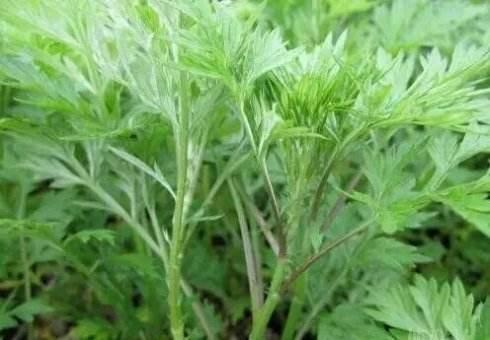 越吃这5种食物高血压越降，效果胜过中西药！
