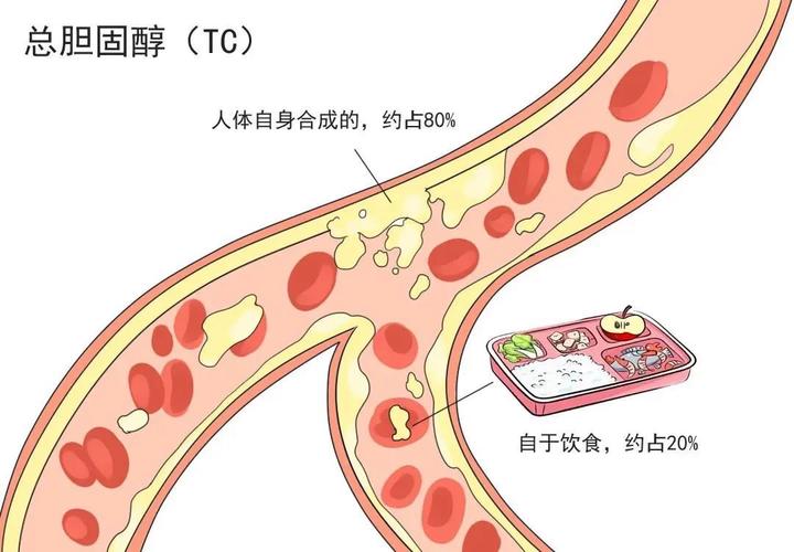 胆固醇高饮食错误_吃什么食物能降低胆固醇_胆固醇高危险标准