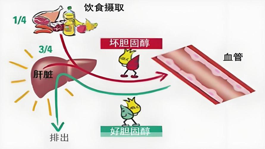 吃什么食物能降低胆固醇_胆固醇高饮食错误_胆固醇高危险标准