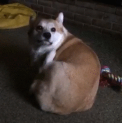 狗狗挠痒寄生虫_狗狗寄生虫症状_狗狗血液寄寄生虫多久能好