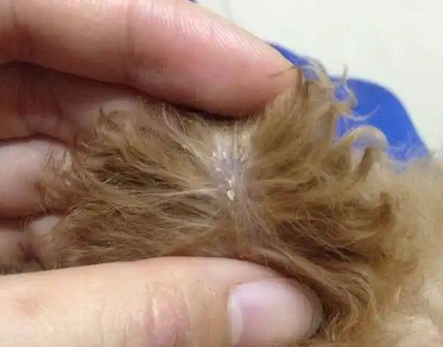 狗狗血液寄寄生虫多久能好_狗狗寄生虫症状_狗狗挠痒寄生虫