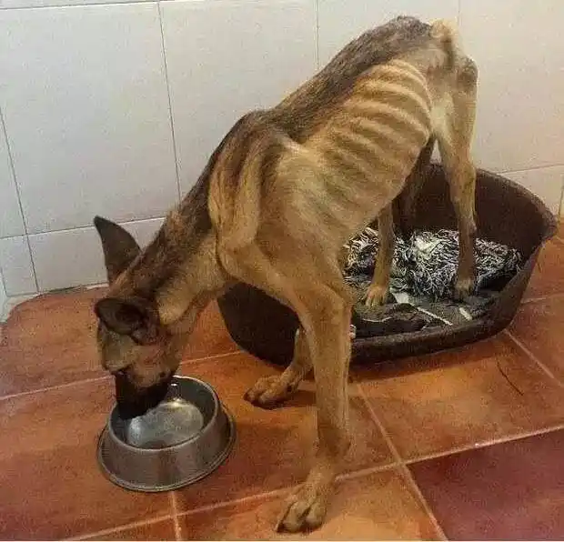 狗狗寄生虫症状_狗狗挠痒寄生虫_狗狗血液寄寄生虫多久能好
