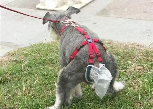 狗狗寄生虫症状_狗狗血液寄寄生虫多久能好_狗狗挠痒寄生虫