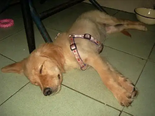 狗狗挠痒寄生虫_狗狗血液寄寄生虫多久能好_狗狗寄生虫症状