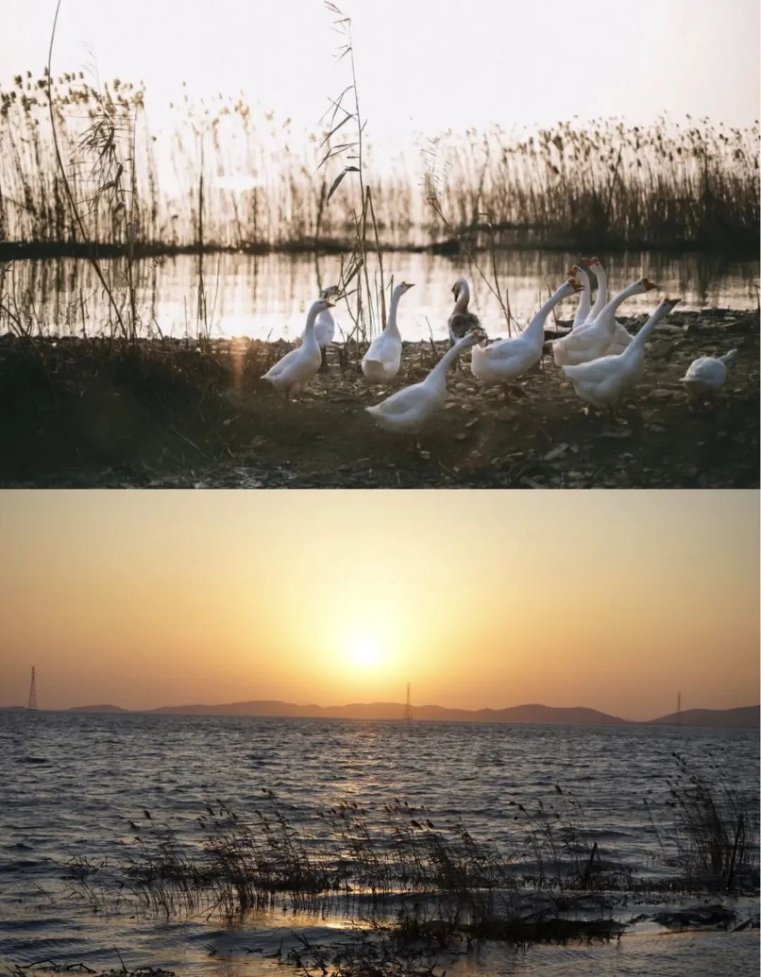 小箬村花鸟岛枸杞岛攻略_上海周边近的海岛_上海周边海岛推荐