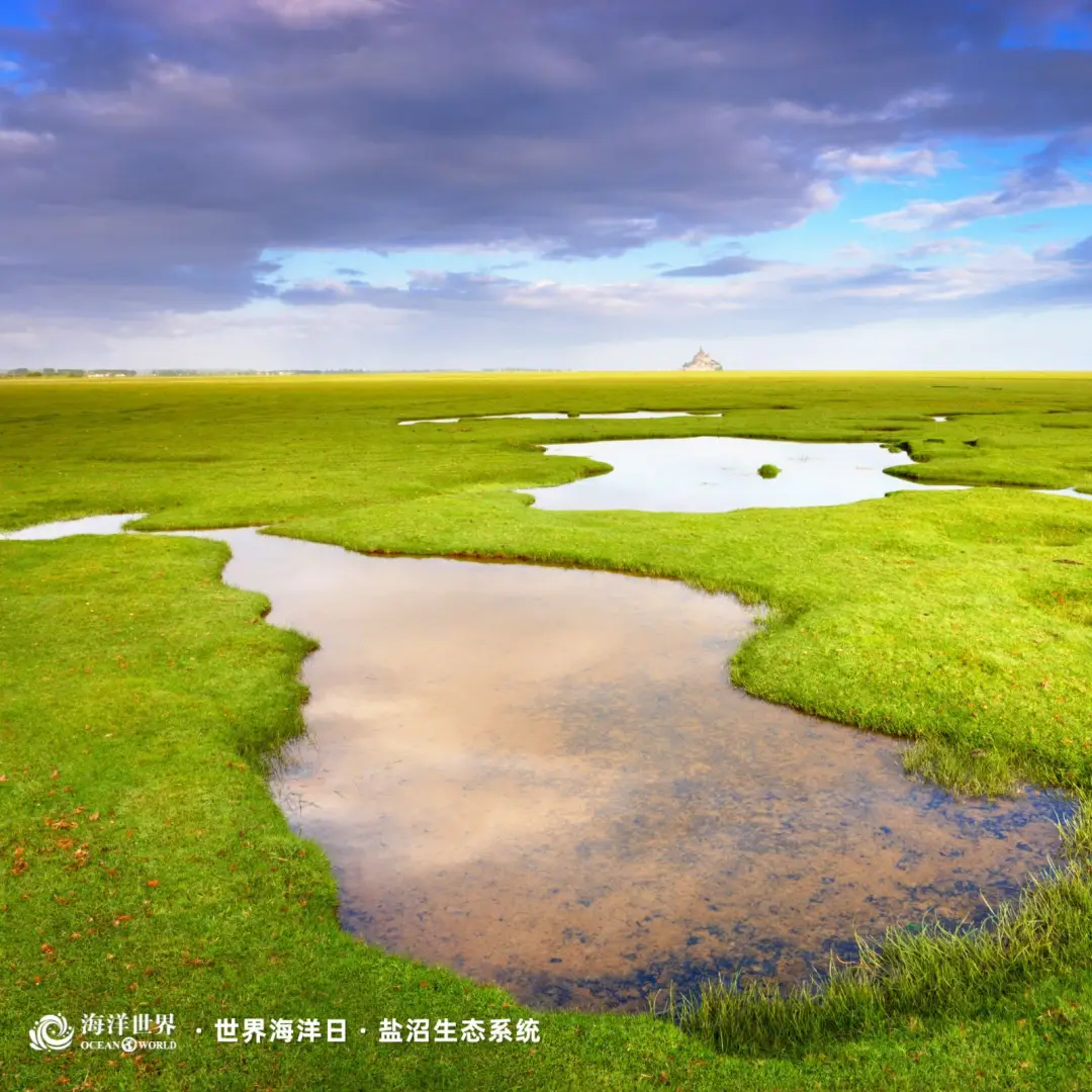 生态系统最重要成分_红树林生态系统_盐沼生态系统