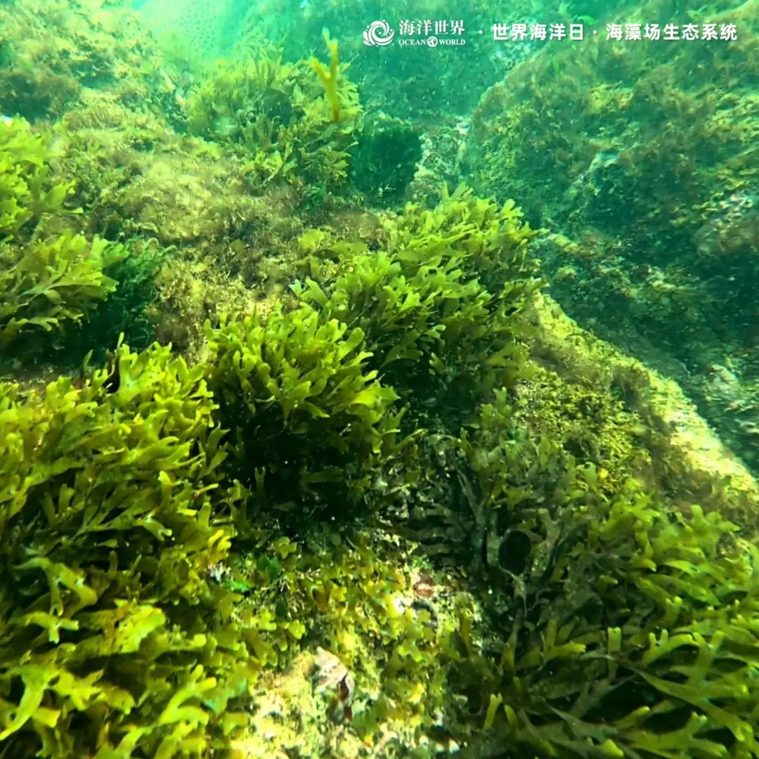 生态系统最重要成分_红树林生态系统_盐沼生态系统