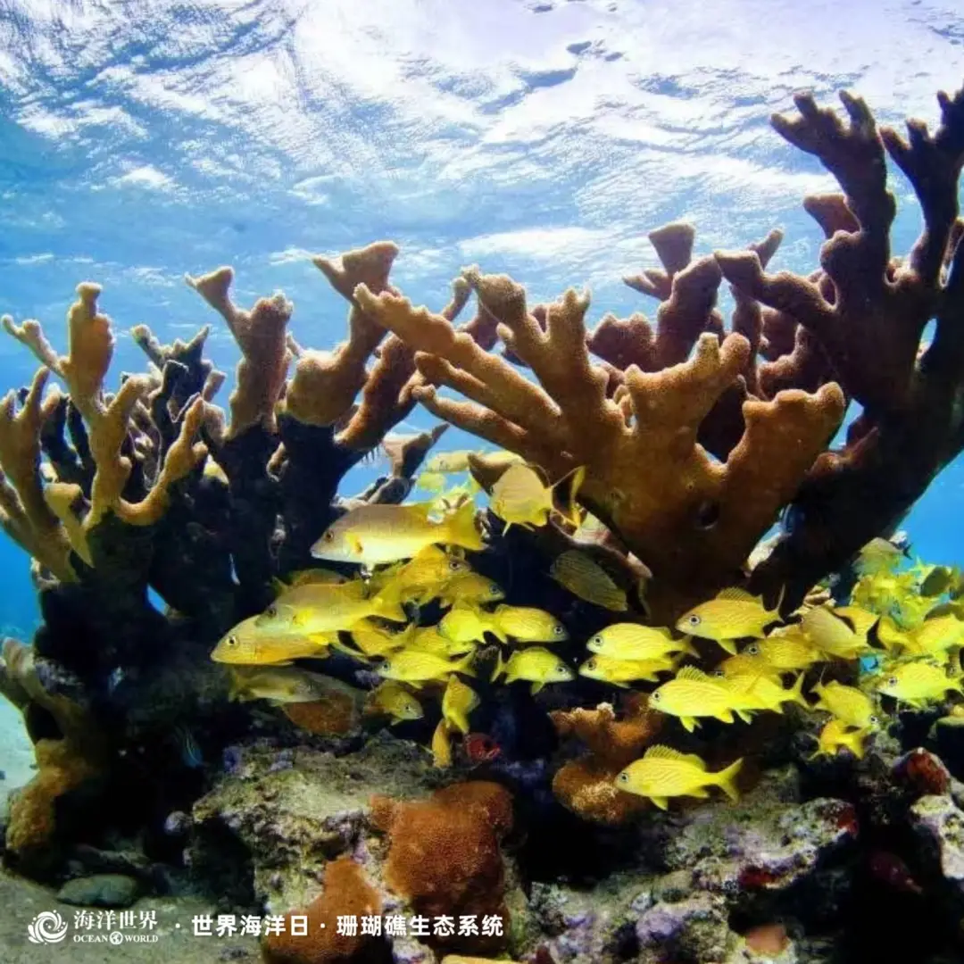 红树林生态系统_生态系统最重要成分_盐沼生态系统
