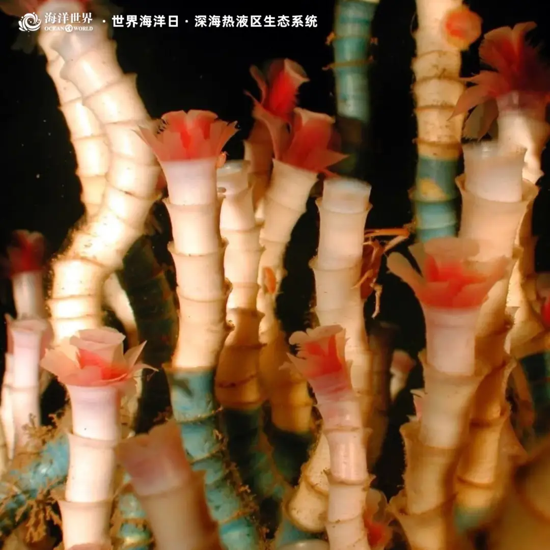 盐沼生态系统_红树林生态系统_生态系统最重要成分