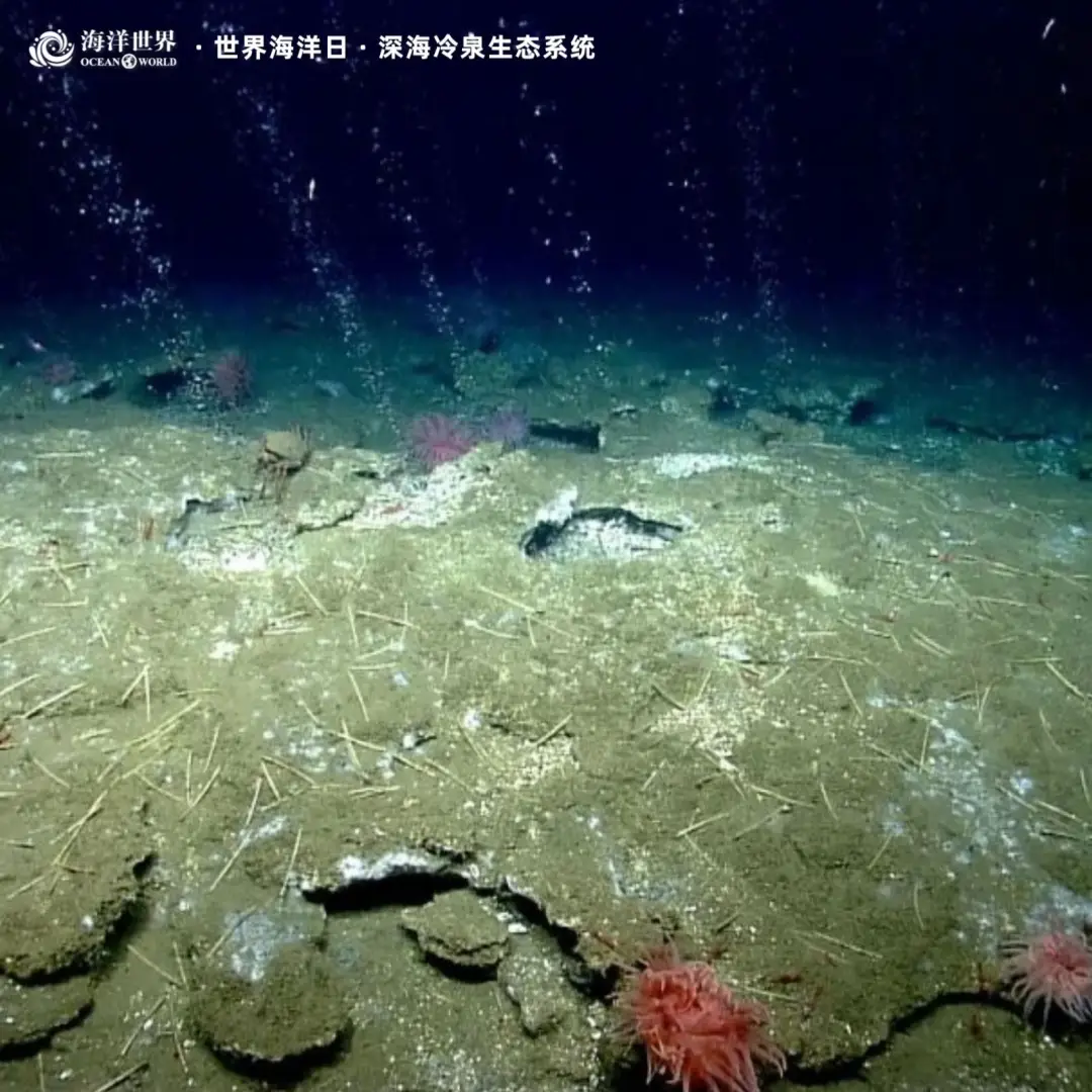 生态系统最重要成分_盐沼生态系统_红树林生态系统