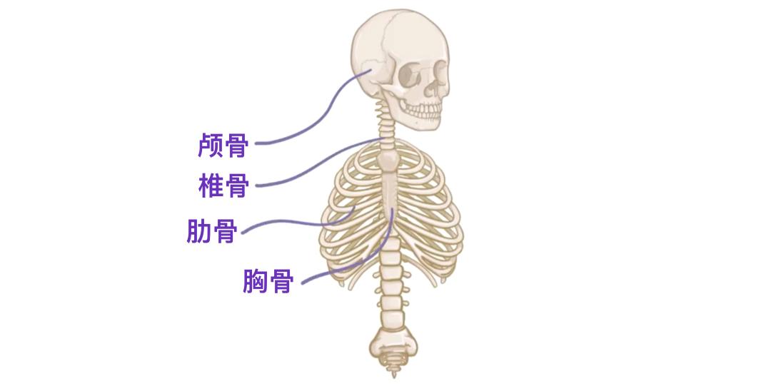 一个正常人有多少块骨头_人体206块骨头_骨骼分类与类型