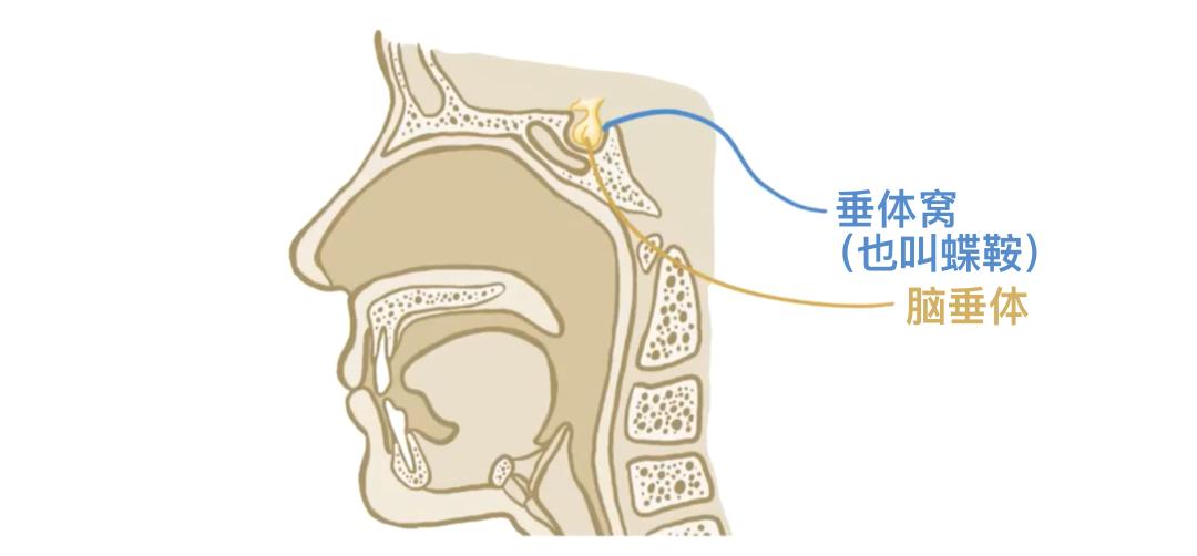 一个正常人有多少块骨头_人体206块骨头_骨骼分类与类型
