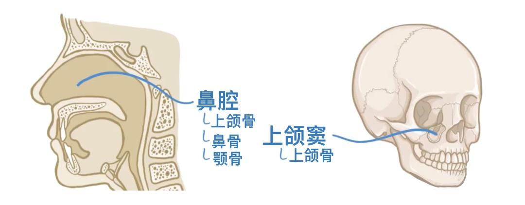 人体206块骨头_一个正常人有多少块骨头_骨骼分类与类型