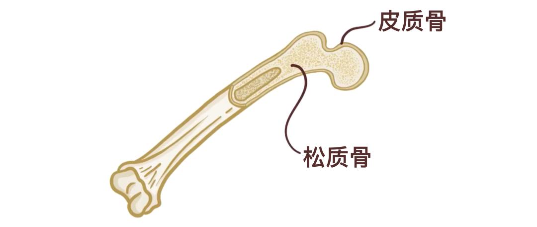 骨骼分类与类型_人体206块骨头_一个正常人有多少块骨头