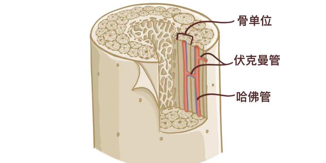 骨骼分类与类型_人体206块骨头_一个正常人有多少块骨头