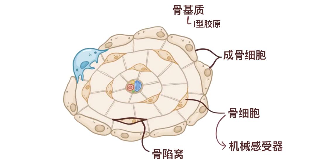 骨骼分类与类型_人体206块骨头_一个正常人有多少块骨头