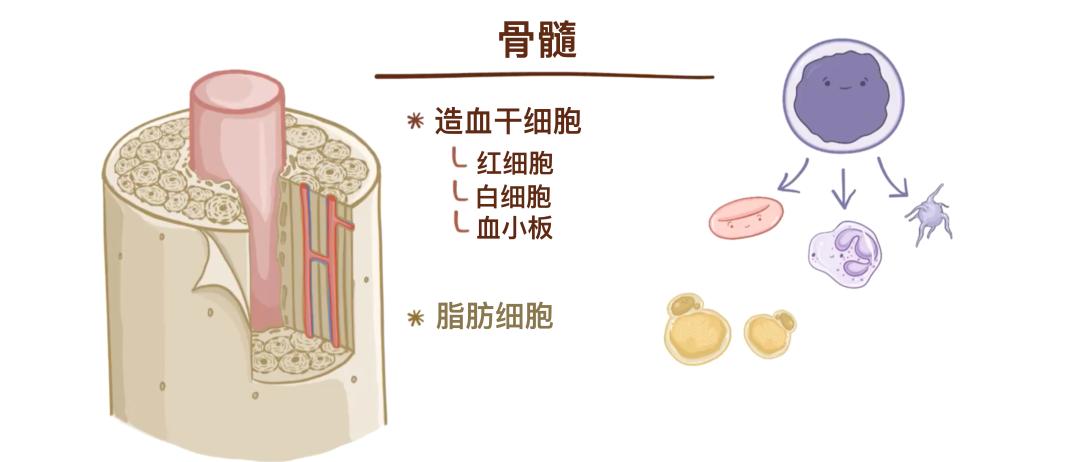 一个正常人有多少块骨头_人体206块骨头_骨骼分类与类型