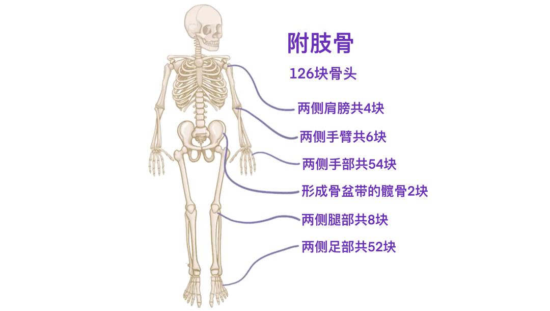 骨骼分类与类型_一个正常人有多少块骨头_人体206块骨头