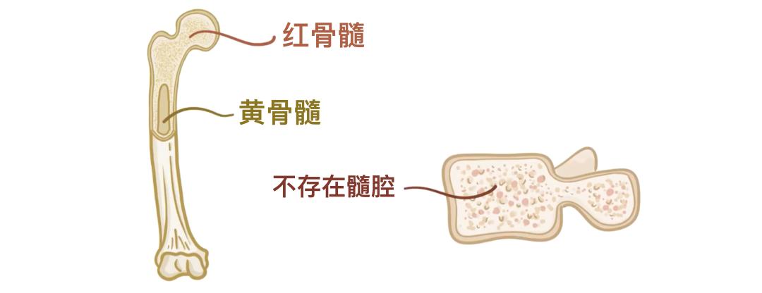 一个正常人有多少块骨头_人体206块骨头_骨骼分类与类型