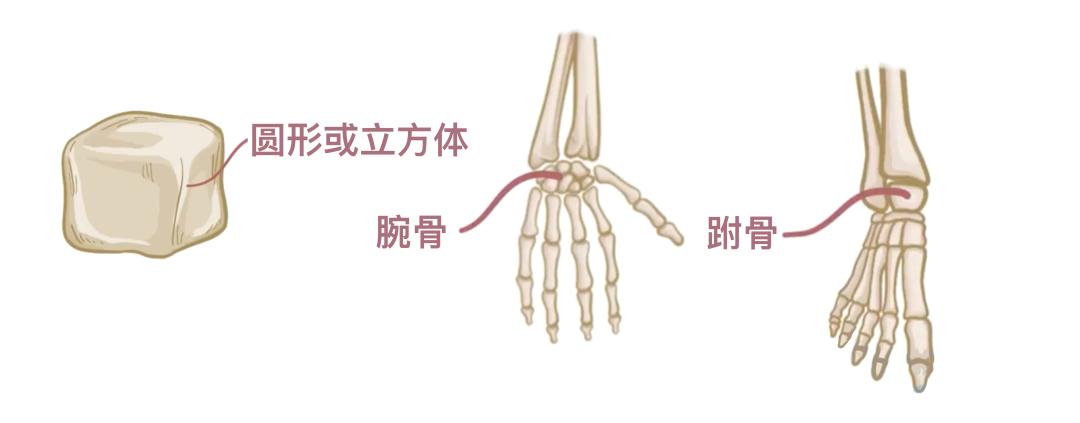 人体206块骨头_一个正常人有多少块骨头_骨骼分类与类型