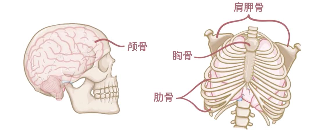 骨骼分类与类型_一个正常人有多少块骨头_人体206块骨头