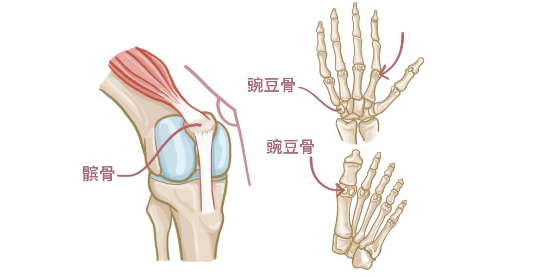 人体206块骨头_骨骼分类与类型_一个正常人有多少块骨头