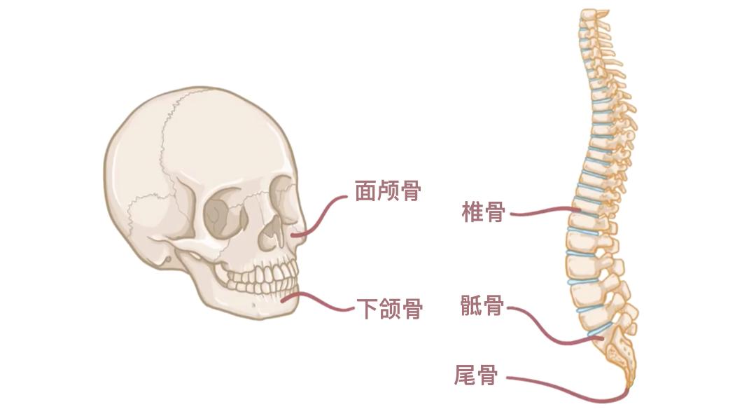 骨骼分类与类型_人体206块骨头_一个正常人有多少块骨头