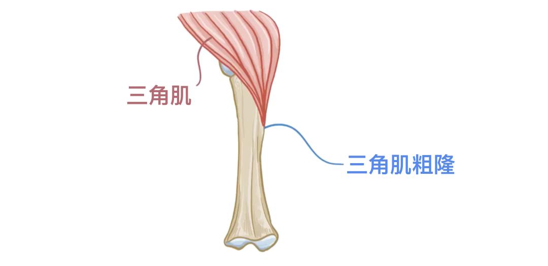 一个正常人有多少块骨头_骨骼分类与类型_人体206块骨头